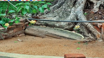 Sri Bodhiraja Forest Hermitage