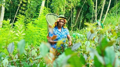 Pothotuwa Tea Estate