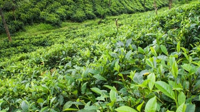 Pothotuwa Tea Estate