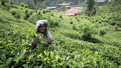 Pothotuwa Tea Estate
