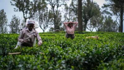 Pothotuwa Tea Estate