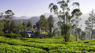 Pothotuwa Tea Estate