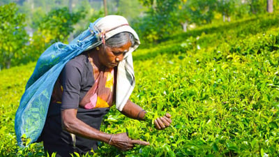 Pothotuwa Tea Estate