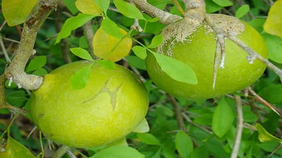 Aegle marmelos