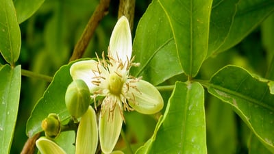 Aegle marmelos