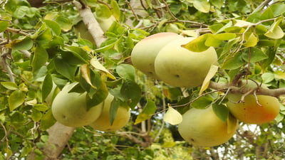 Aegle marmelos