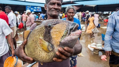 Negombo Fish Market