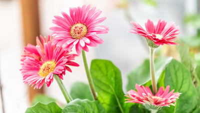 Barberton daisy