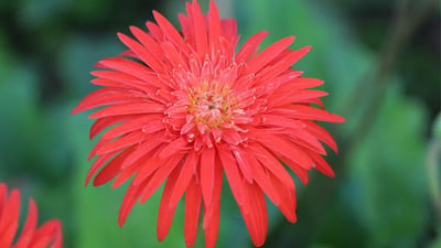 Barberton daisy