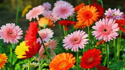 Barberton daisy