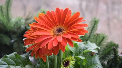 Barberton daisy