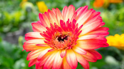 Barberton daisy