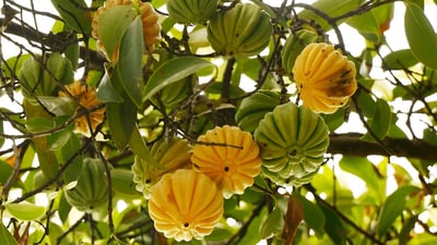Garcinia