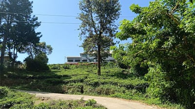 Adawatte Tea Estate