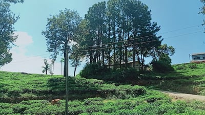 Adawatte Tea Estate
