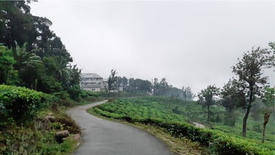 Adawatte Tea Estate