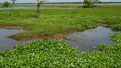 Weerawila Lake