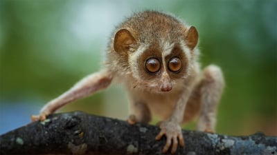 Red Slender Loris
