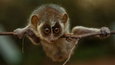 Red Slender Loris