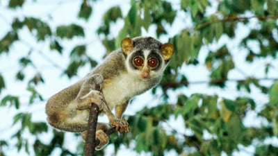 Red Slender Loris