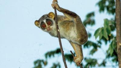 Red Slender Loris