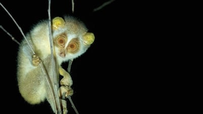 Red Slender Loris