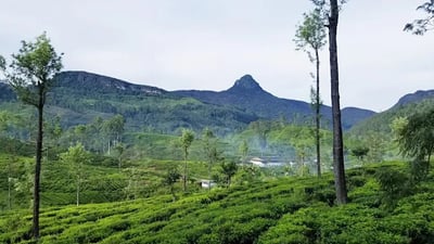 Laxapana Estates