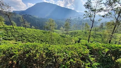Laxapana Estates