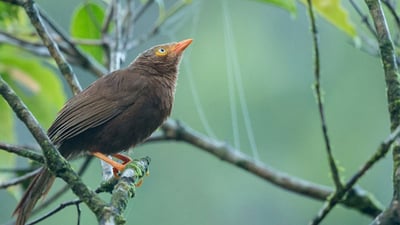 Ceylon Rufous Babbler