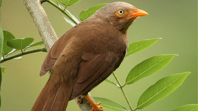 Ceylon Rufous Babbler