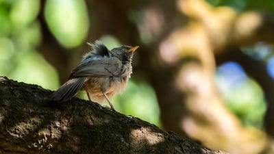 Ceylon Rufous Babbler