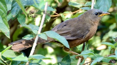 Ceylon Rufous Babbler