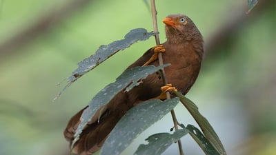 Ceylon Rufous Babbler