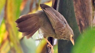 Ceylon Rufous Babbler