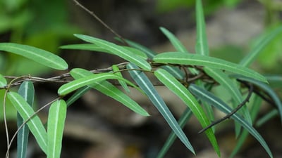Hemidesmus indicus