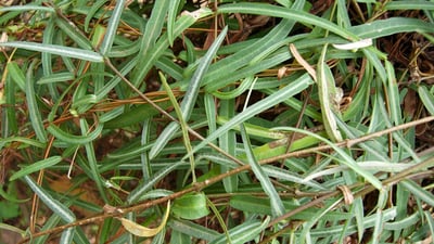 Hemidesmus indicus