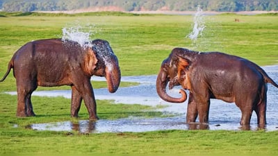 Elephant Gathering At Minneriya National Park