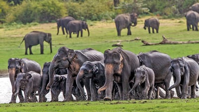 Elephant Gathering At Minneriya National Park