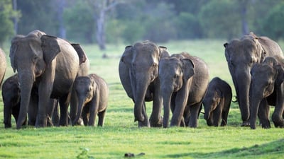 Elephant Gathering At Minneriya National Park