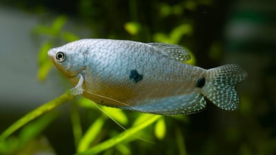 Freshwater Fish