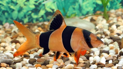 Freshwater Fish