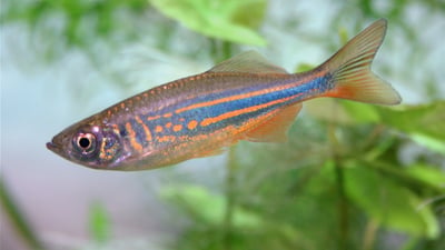 Freshwater Fish