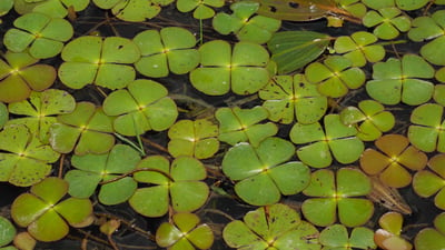 Marsilea quadrifolia