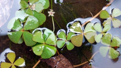 Marsilea quadrifolia