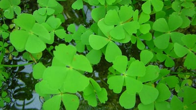 Marsilea quadrifolia