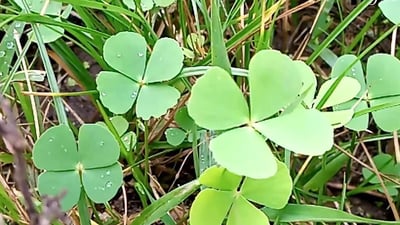 Marsilea quadrifolia