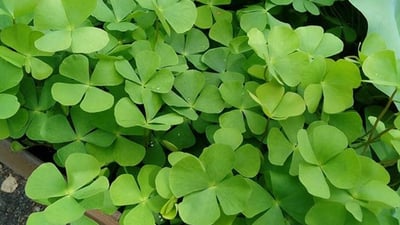 Marsilea quadrifolia