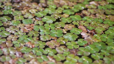 Marsilea quadrifolia