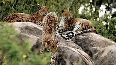 Yala National Park Safari from Beruwala City