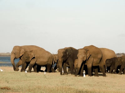 Kaudulla National Park Safari from Kandy City